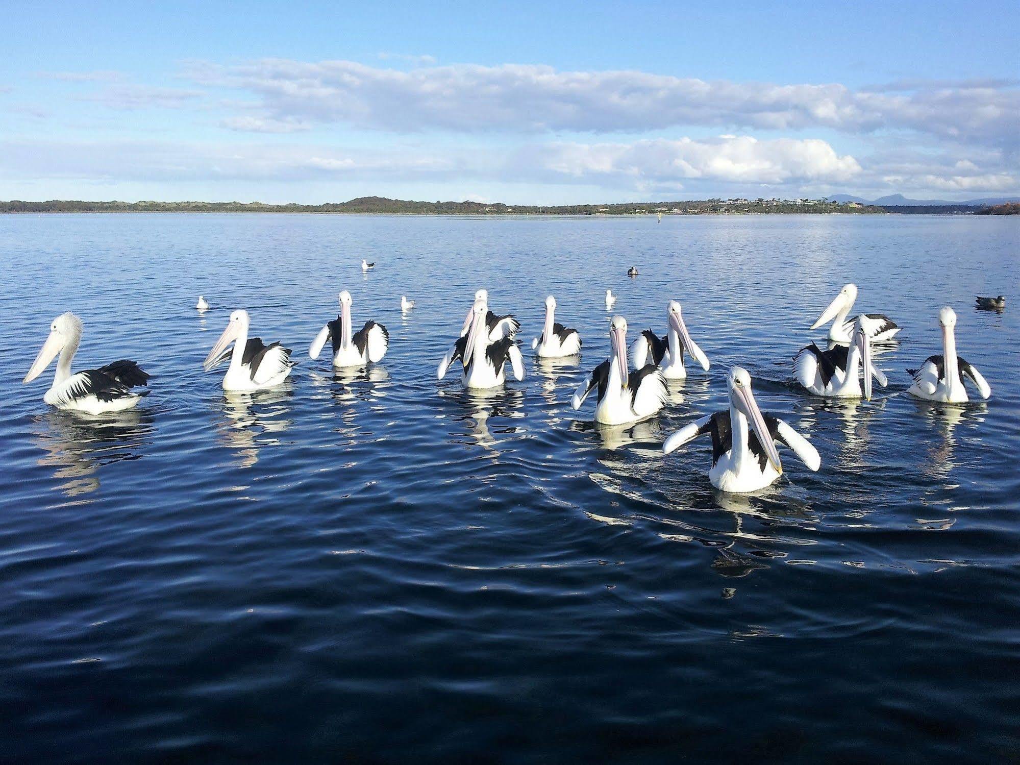 Pelican Point Sanctuary St Helens Exterior foto